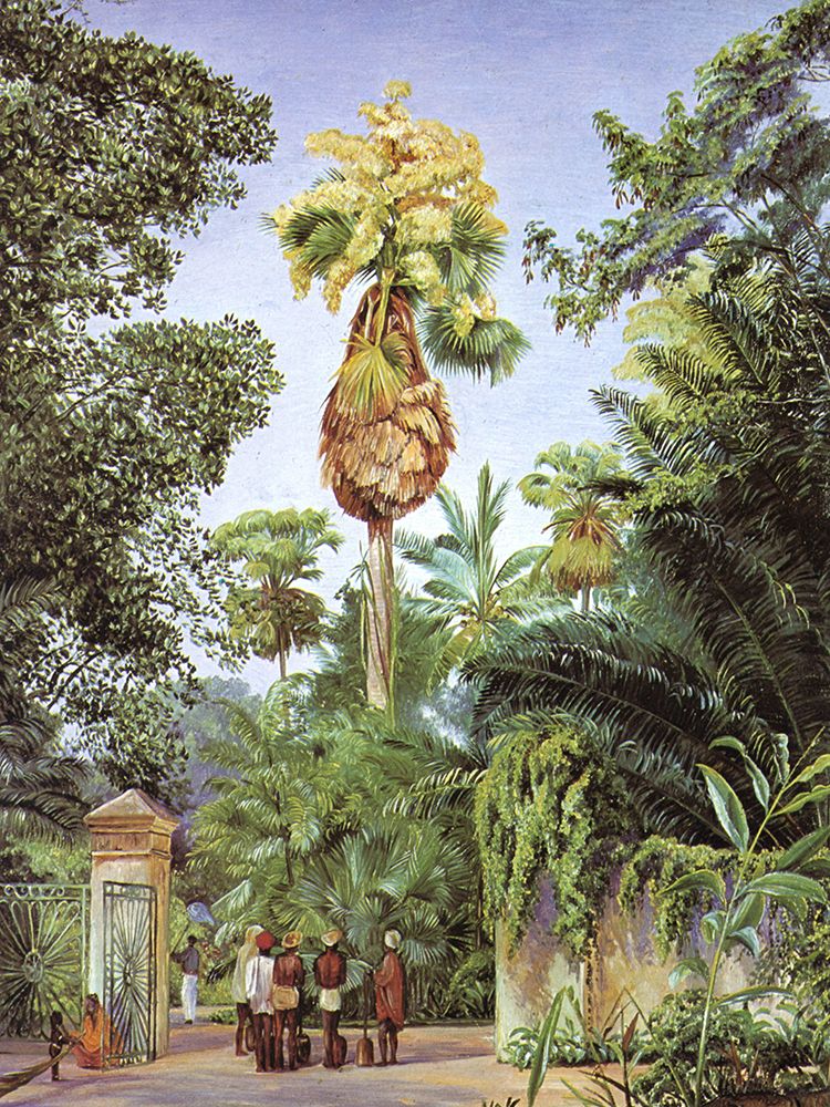 Taliput Palm, Peradeniya, Ceylon art print by Marianne North for $57.95 CAD