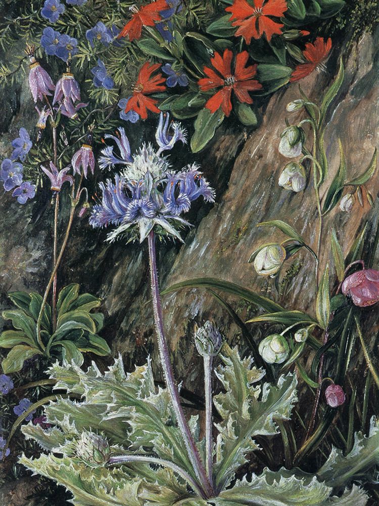 Thistle-leaved Sage, California art print by Marianne North for $57.95 CAD