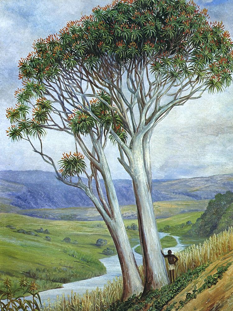 Trio of old Aloes, South Africa art print by Marianne North for $57.95 CAD