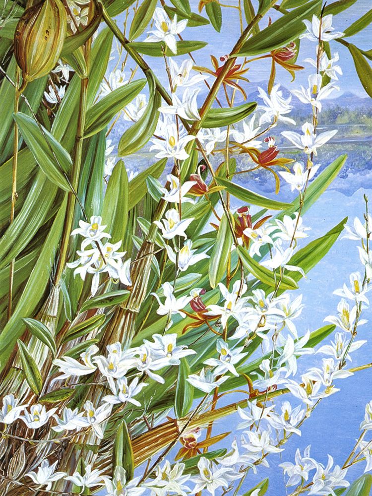 Turong Bird or Pigeon Orchid, Sarawak art print by Marianne North for $57.95 CAD