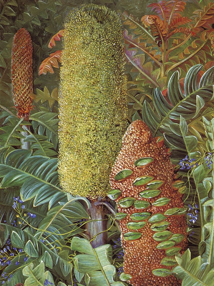 Two Western Australian Shrubs art print by Marianne North for $57.95 CAD