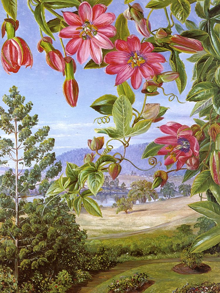 View of Brisbane Botanic Gardens art print by Marianne North for $57.95 CAD