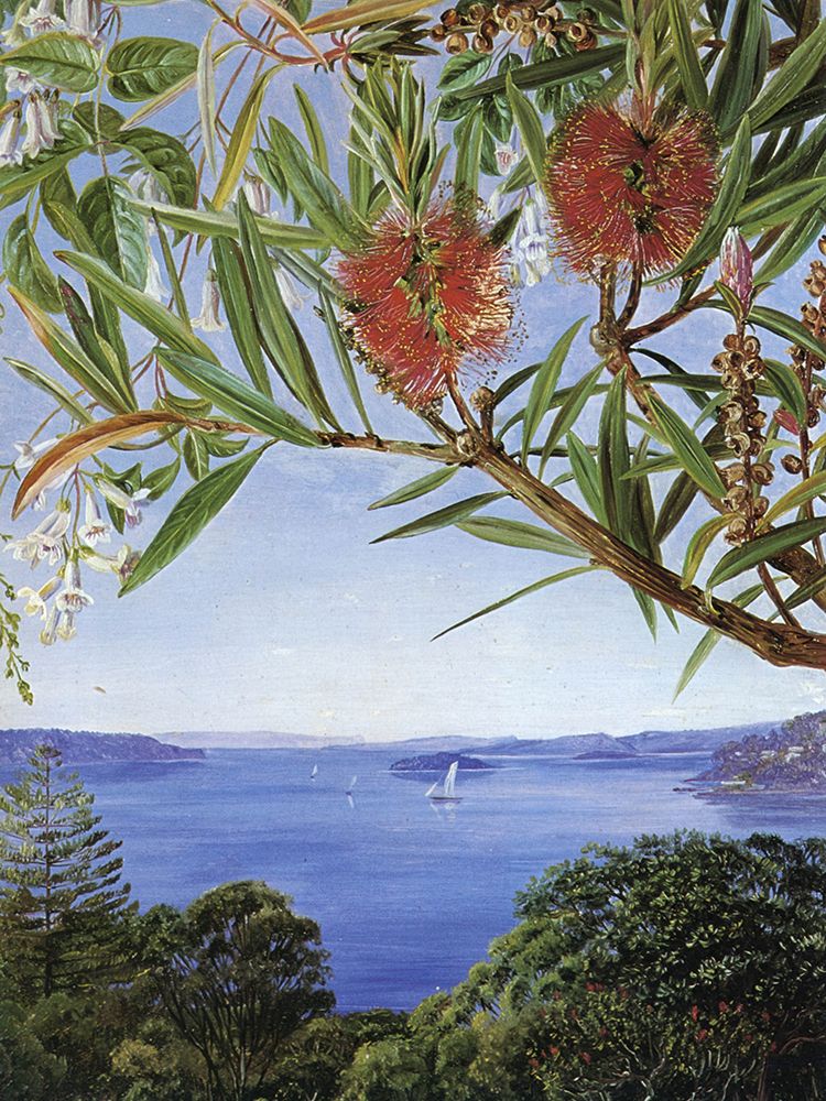 View of Sydney Harbour with a Wonga-Wonga Vine art print by Marianne North for $57.95 CAD