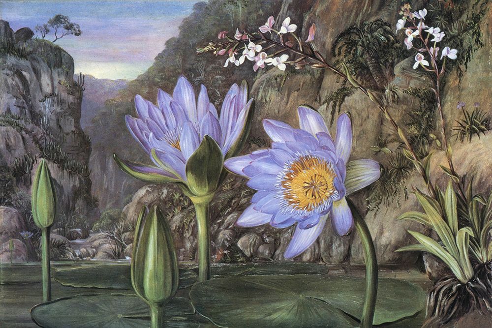 Waterlily in Van Staadens Kloof art print by Marianne North for $57.95 CAD