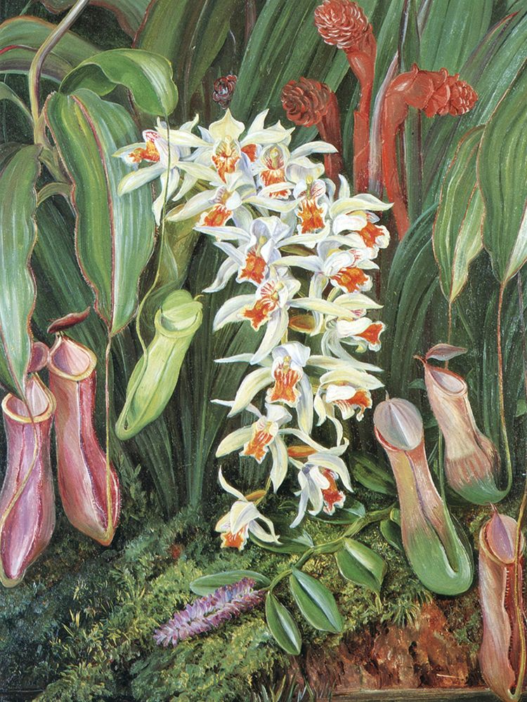 Wild Flowers of Sarawak art print by Marianne North for $57.95 CAD