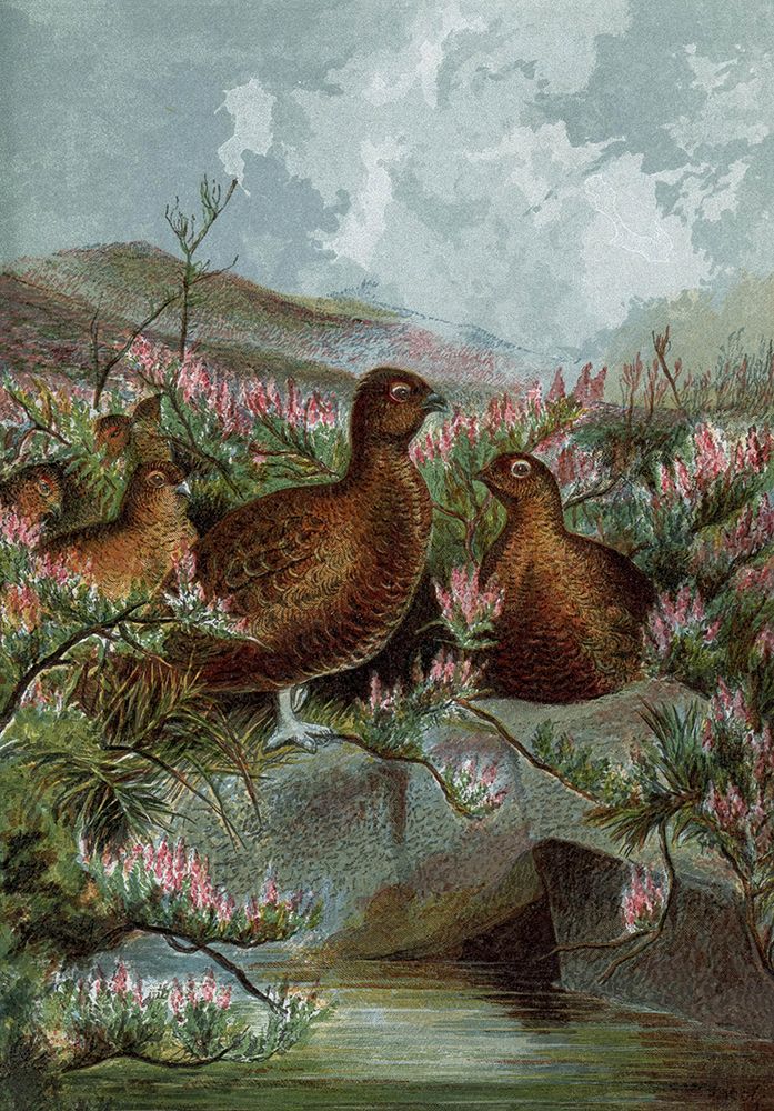 1859 vol. 15 - Grouses art print by London Almanack for $57.95 CAD