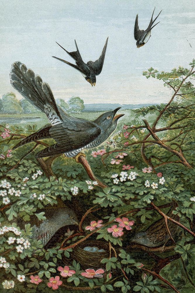 1859 vol. 15 - Swallows and Cuckoo art print by London Almanack for $57.95 CAD