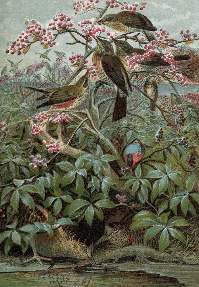 1859 vol. 15 - Winter Birds art print by London Almanack for $57.95 CAD