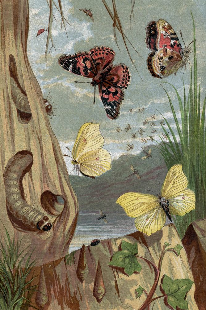 1860 vol. 16 - Butterflies and Moths I art print by London Almanack for $57.95 CAD