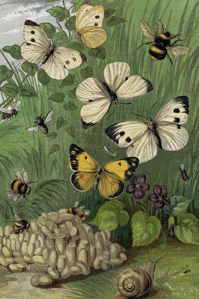 1861 vol. 16 - Butterflies and Moths II art print by London Almanack for $57.95 CAD