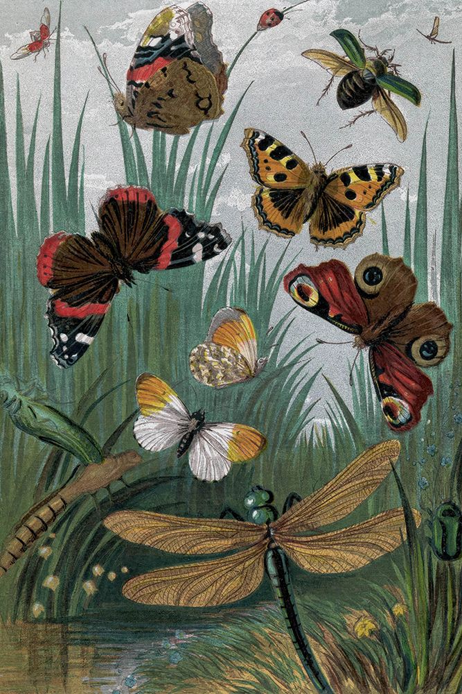 1862 vol. 16 - Butterflies and Moths III art print by London Almanack for $57.95 CAD