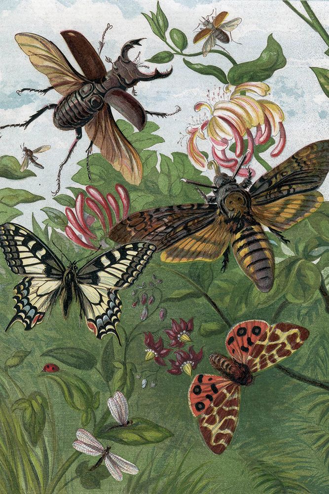 1863 vol. 16 - Butterflies and Moths IV art print by London Almanack for $57.95 CAD