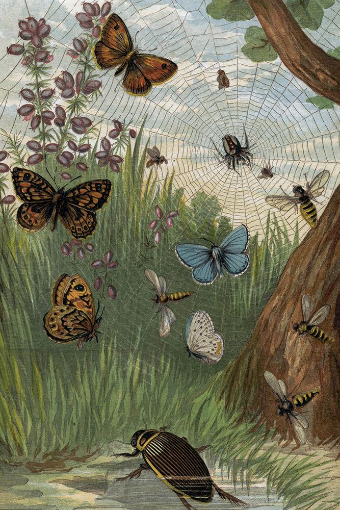 1864 vol. 16 - Butterflies and Moths V art print by London Almanack for $57.95 CAD