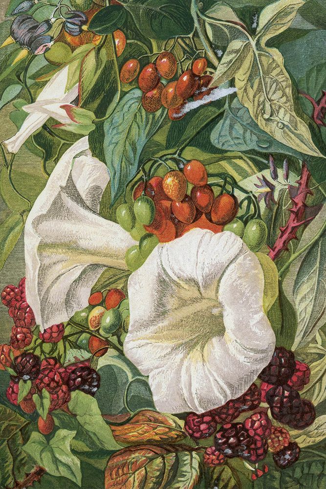 1863 vol. 19 - Autumn Berries, Convolvulus art print by London Almanack for $57.95 CAD