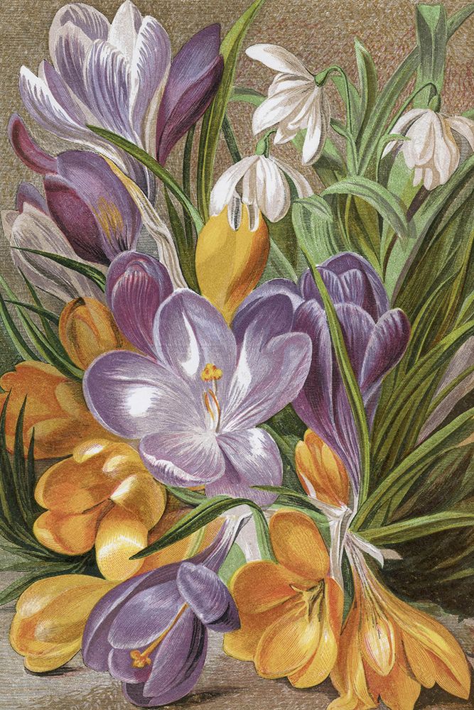 1863 vol. 19 - Crocuses art print by London Almanack for $57.95 CAD
