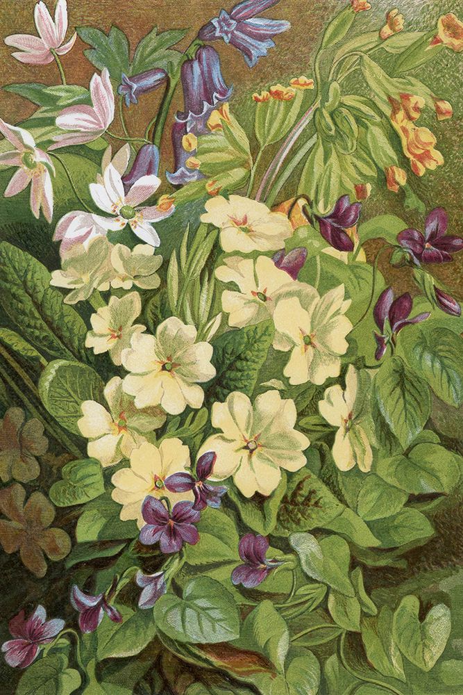 1863 vol. 19 - Primrose and Spring Flowers art print by London Almanack for $57.95 CAD