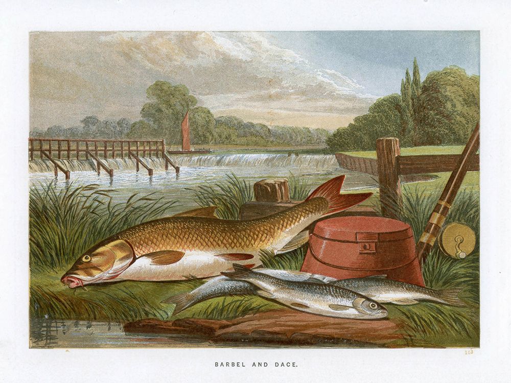 1864 vol. 20 - Barbel and Dace art print by London Almanack for $57.95 CAD