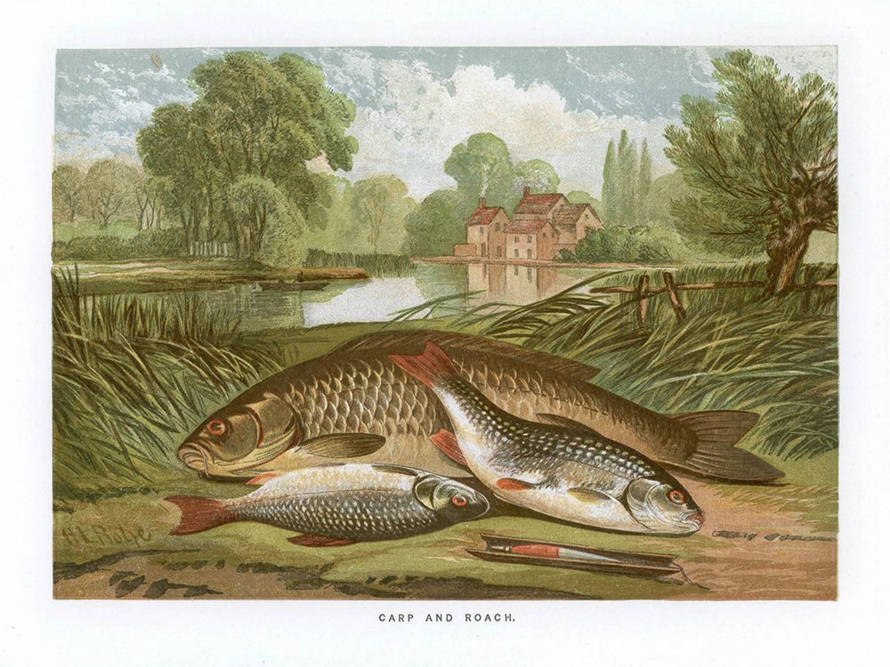 1864 vol. 20 - Carp and Roach art print by London Almanack for $57.95 CAD
