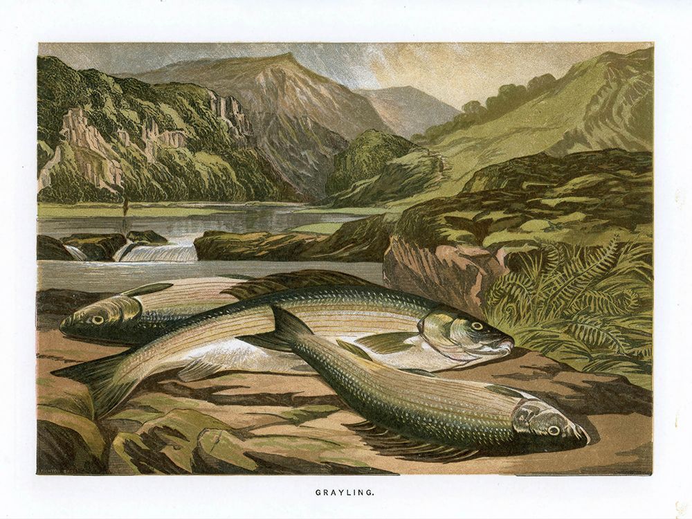 1864 vol. 20 - Grayling art print by London Almanack for $57.95 CAD
