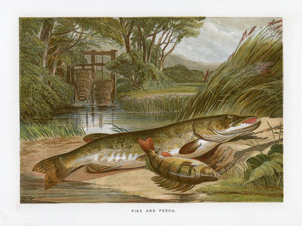 1864 vol. 20 - Pike and Perch art print by London Almanack for $57.95 CAD