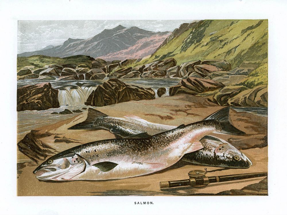 1864 vol. 20 - Salmon art print by London Almanack for $57.95 CAD