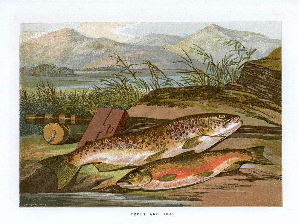 1864 vol. 20 - Trout and Char art print by London Almanack for $57.95 CAD