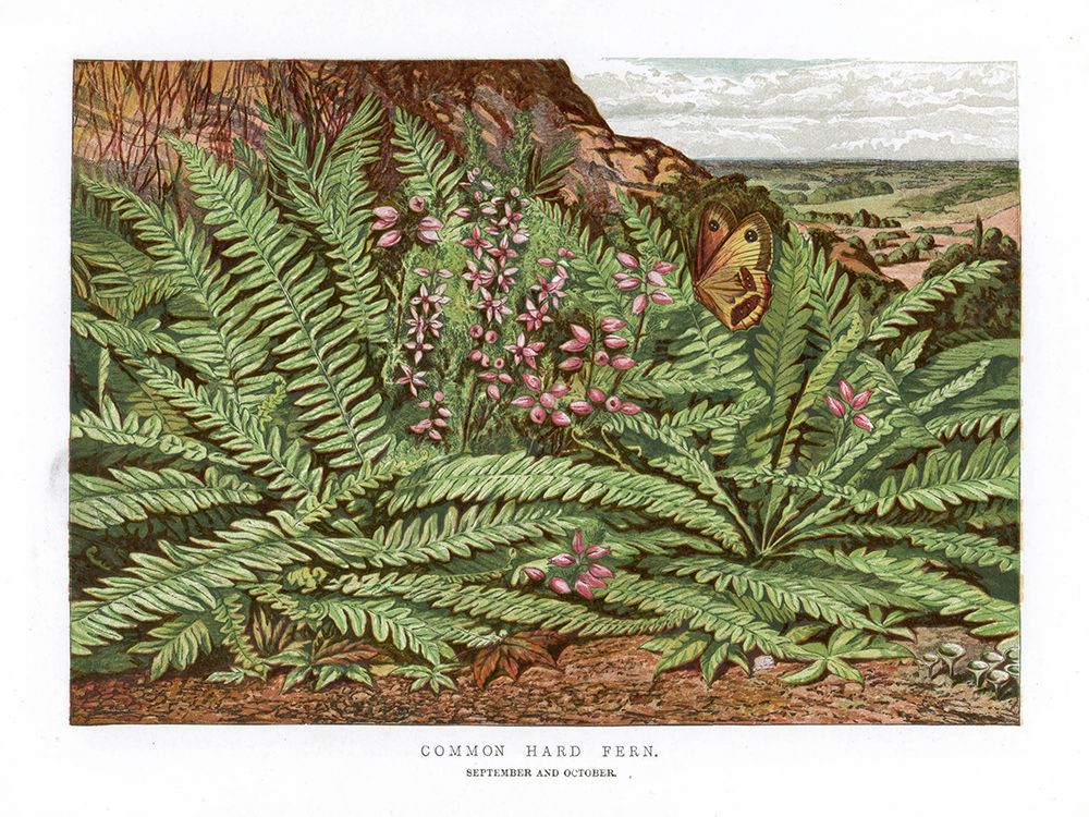 1865 vol. 21 - Common Hard fern art print by London Almanack for $57.95 CAD