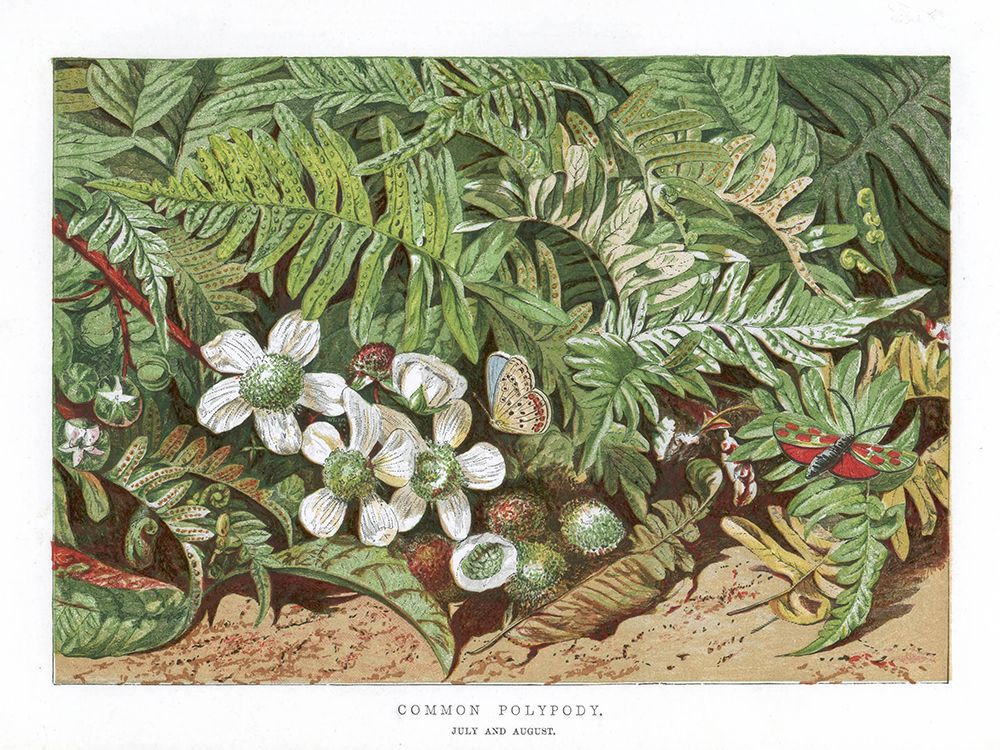 1865 vol. 21 - Common Polypody art print by London Almanack for $57.95 CAD