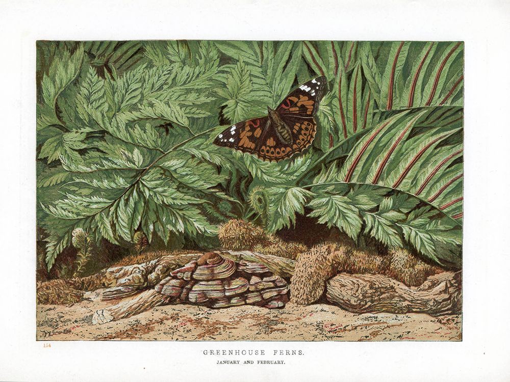 1865 vol. 21 - Greenhouse Ferns art print by London Almanack for $57.95 CAD