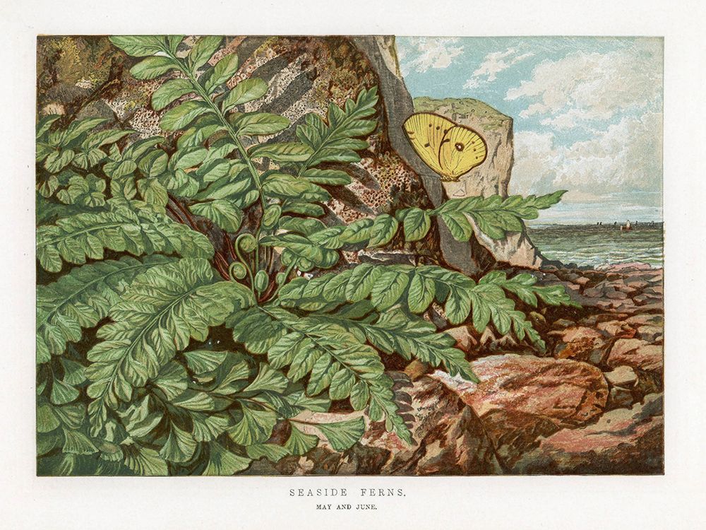 1865 vol. 21 - Seaside Ferns art print by London Almanack for $57.95 CAD