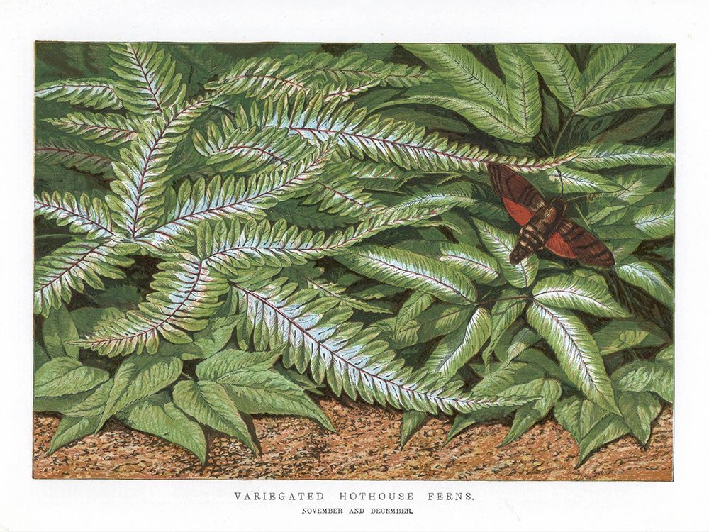 1865 vol. 21 - Variegated Hothouse Ferns art print by London Almanack for $57.95 CAD