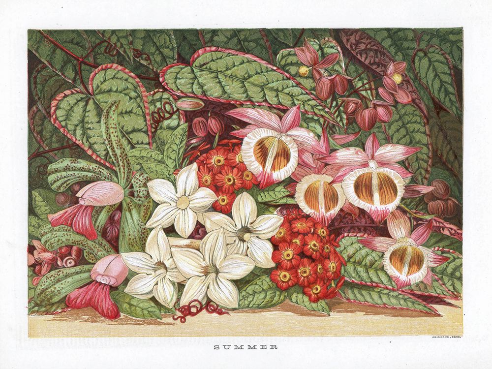 1866 vol. 22 - Summer Flowers art print by London Almanack for $57.95 CAD
