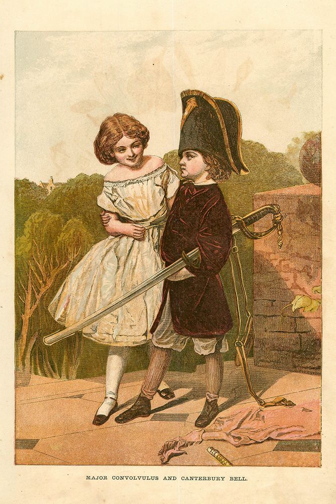 1867 vol. 23 - Major Convolvulus art print by London Almanack for $57.95 CAD