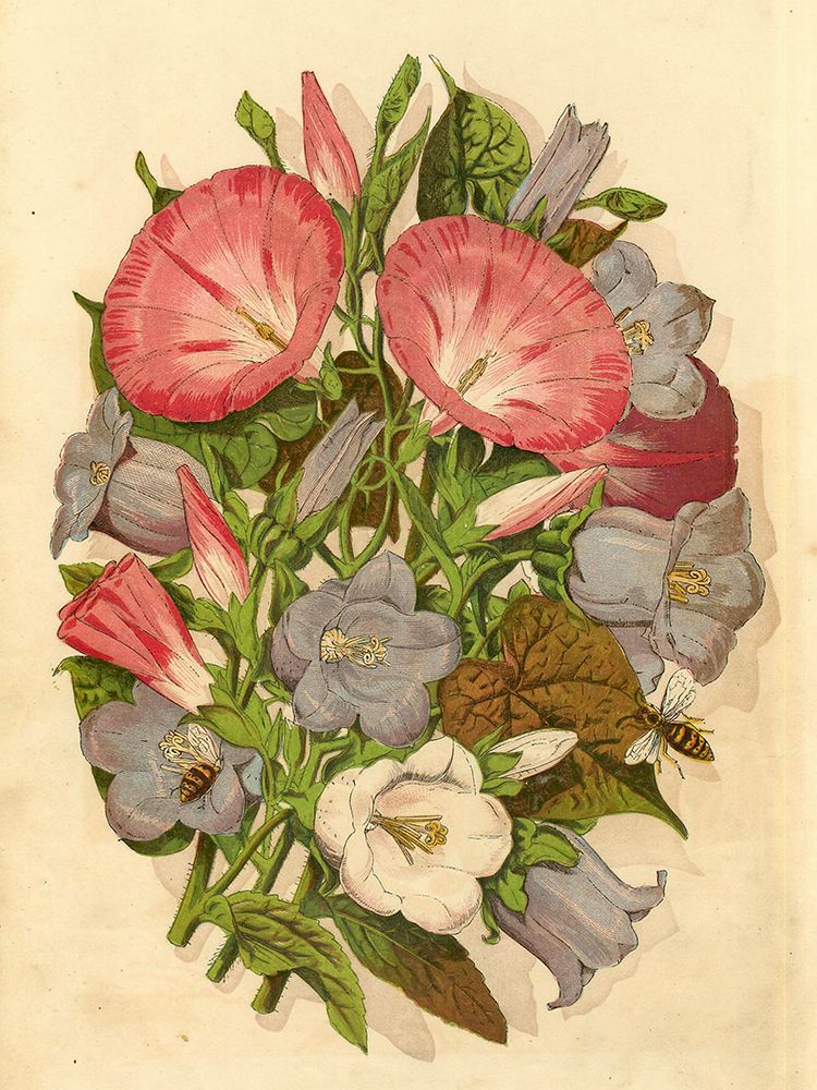 1867 vol. 23 - Morning glory art print by London Almanack for $57.95 CAD