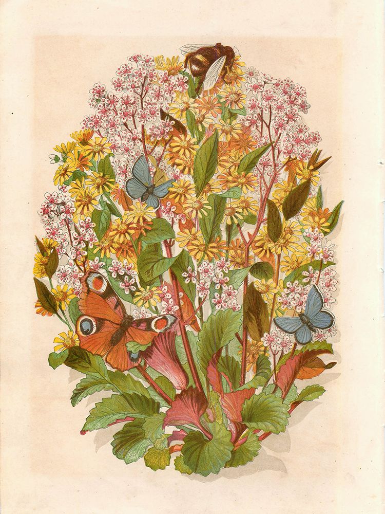 1868 vol. 24 - Flowers, butterflies and bee art print by London Almanack for $57.95 CAD