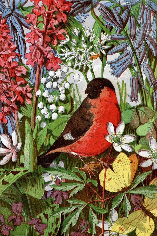 1869 vol. 25 - Bullfinch art print by London Almanack for $57.95 CAD