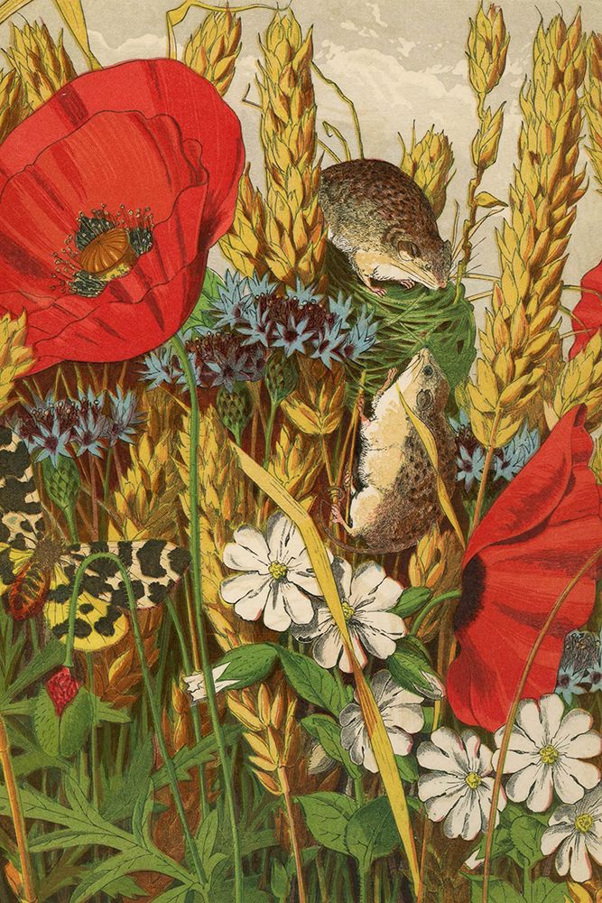 1869 vol. 25 - Harvest mice and poppies art print by London Almanack for $57.95 CAD