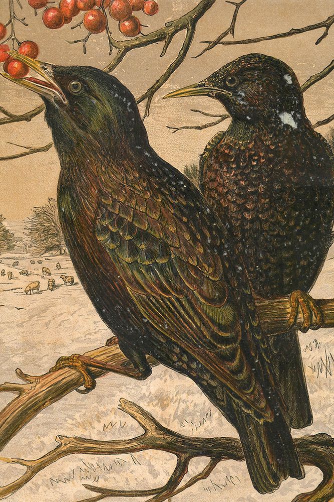 1870 vol. 26 - Winter Birds art print by London Almanack for $57.95 CAD
