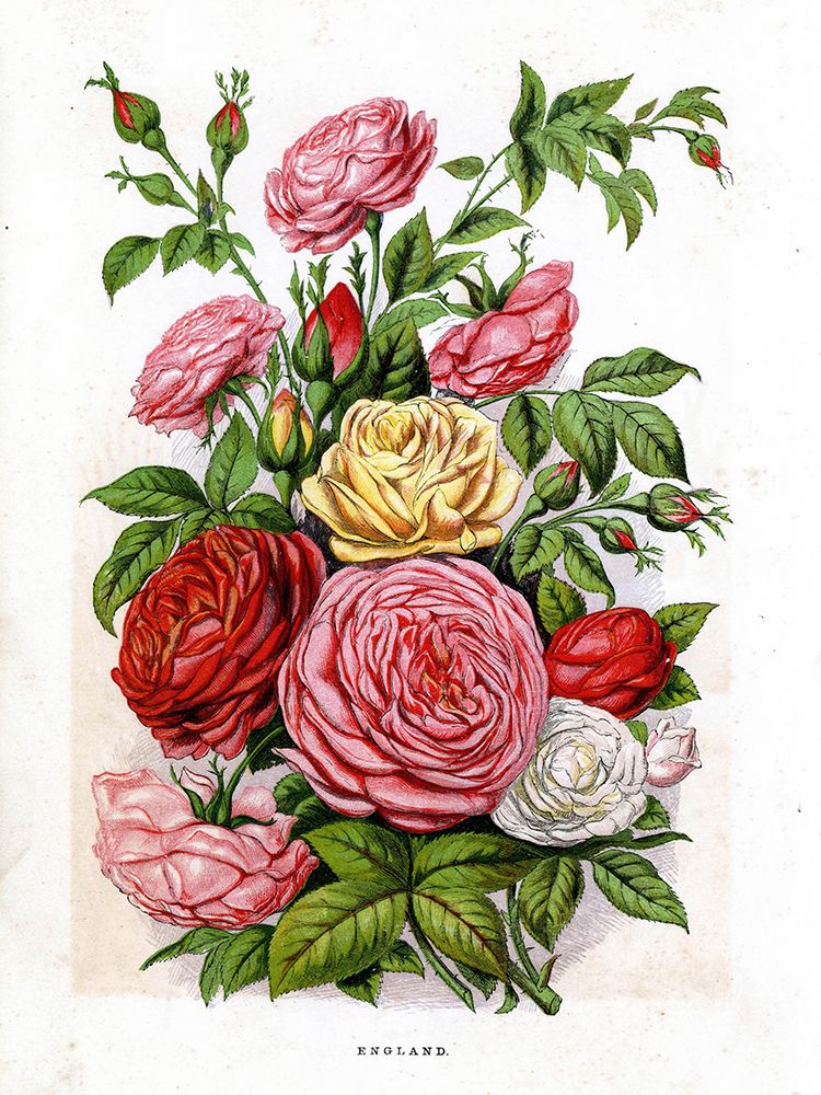 1871 vol. 27 - English Roses art print by London Almanack for $57.95 CAD