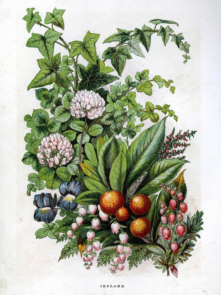 1871 vol. 27 - Irish Flowers art print by London Almanack for $57.95 CAD