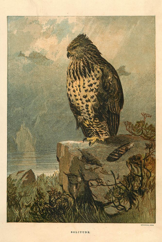 1872 vol. 28 - Bird of prey art print by London Almanack for $57.95 CAD
