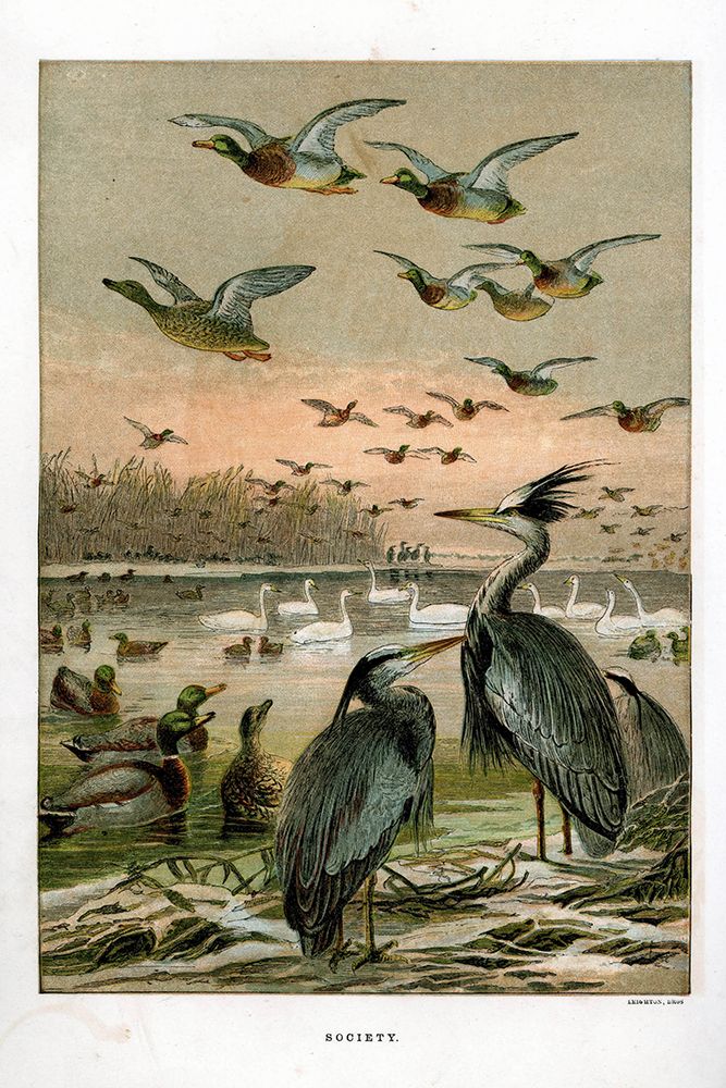 1872 vol. 28 - Birds in winter art print by London Almanack for $57.95 CAD