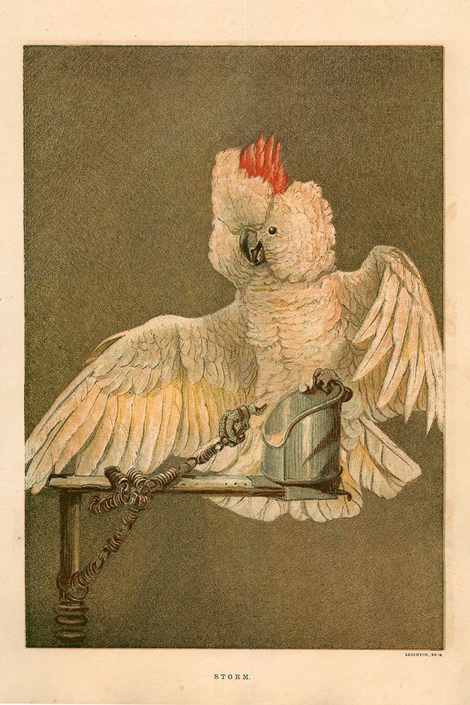 1872 vol. 28 - Crested Cockatoo art print by London Almanack for $57.95 CAD