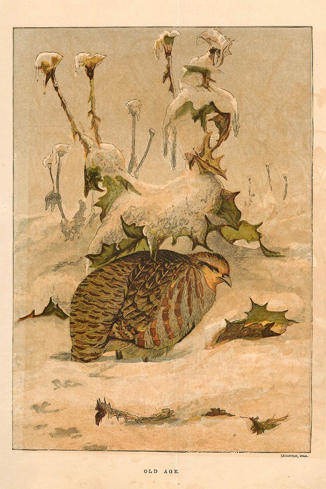 1872 vol. 28 - Grouse in the snow art print by London Almanack for $57.95 CAD