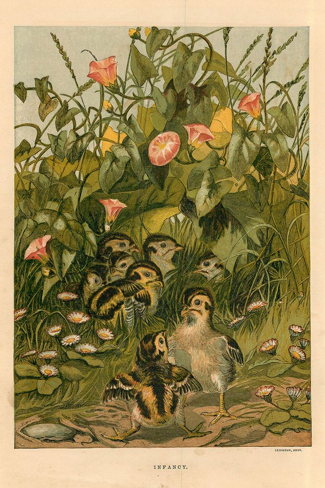 1872 vol. 28 - Spring chicks art print by London Almanack for $57.95 CAD