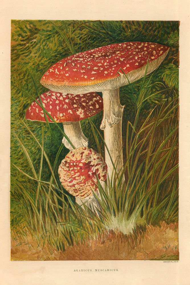 1873 vol. 29 - Agaricus Muscarious Mushroom art print by London Almanack for $57.95 CAD