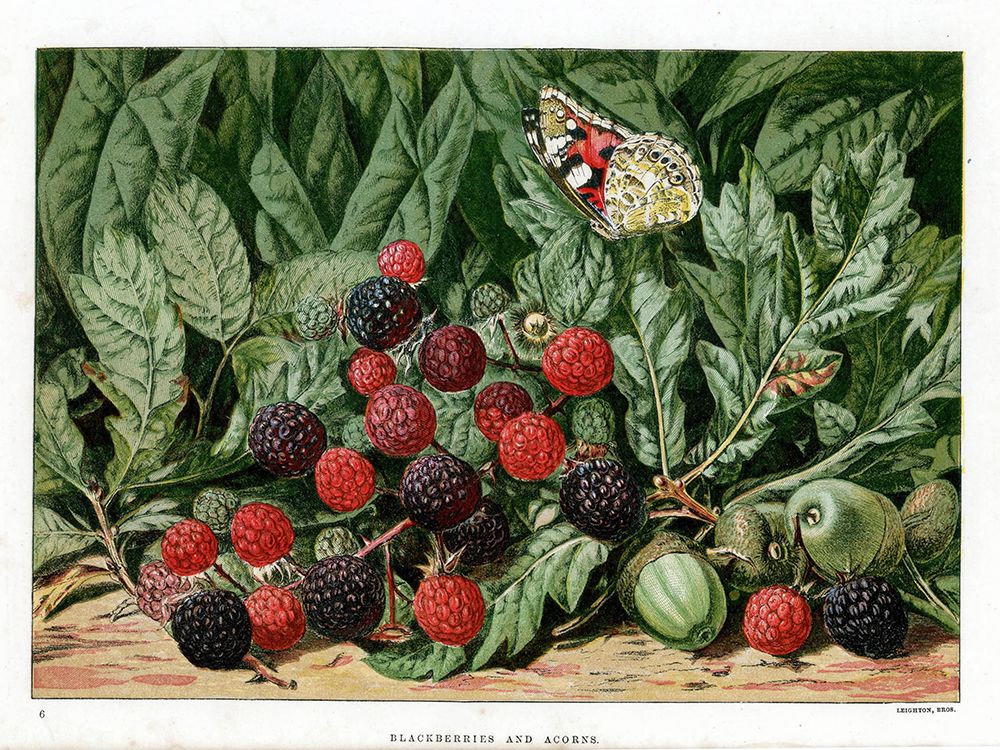1876 vol. 32 - Blackberries and acorns art print by London Almanack for $57.95 CAD