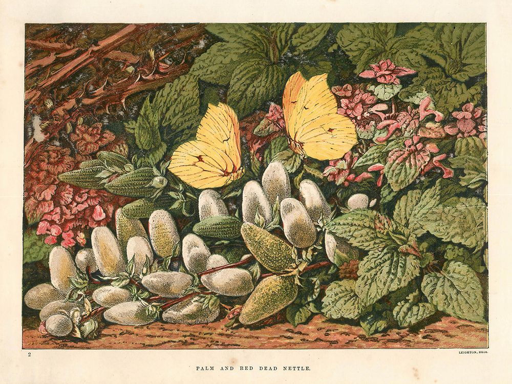 1876 vol. 32 - Palm and red dead nettle art print by London Almanack for $57.95 CAD