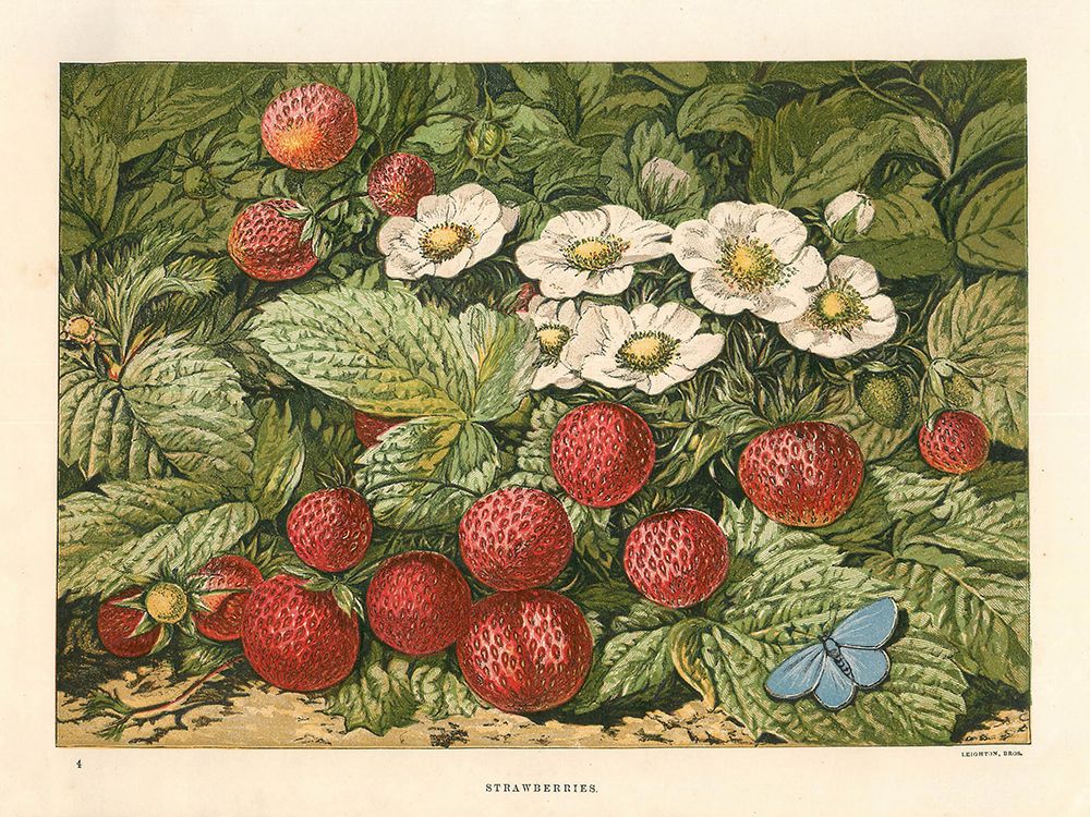 1876 vol. 32 - Strawberries art print by London Almanack for $57.95 CAD