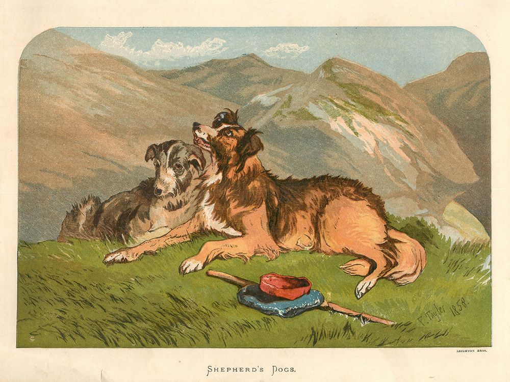 1878 vol. 34 - Shepherds dogs art print by London Almanack for $57.95 CAD